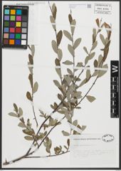 Foto von Salix salviifolia Brot.